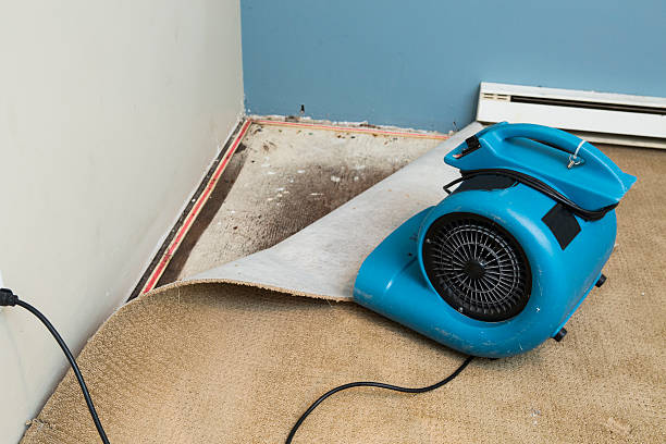 Best Carpet water damage restoration  in Westchester, FL